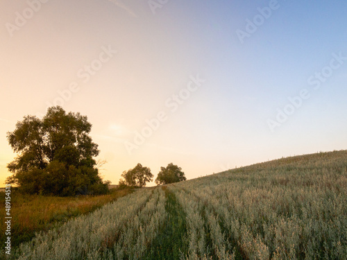 Field with ears of corn and a tree at sunset.