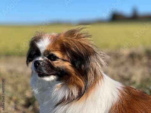 Kleiner Hund im Seitenprofil bei Wind. Die Haare wehen im Wind und sie blickt auf die Wiese. © Andreas Don Duering