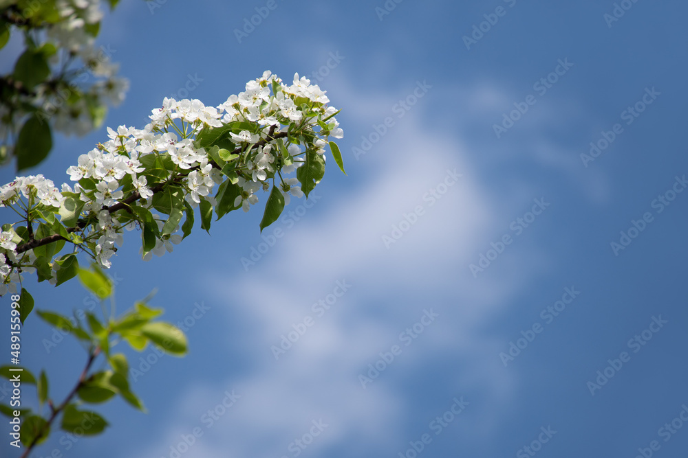 Fluffy blooming apple or pear twig against the blue sky on a clear spring day: a place for text, a natural spring frame Fluffy blooming apple or pear twig against the blue sky on a clear spring day: a place for text, a natural spring frame