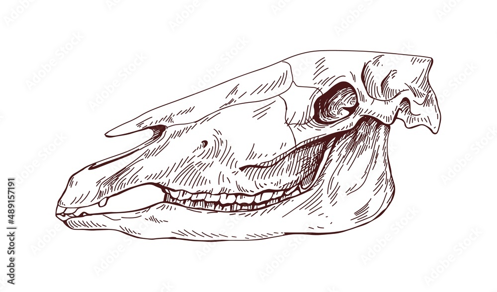 Horse head skull. Dead animals skeleton profile. Vintage anatomy — free download