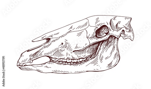 Horse head skull. Dead animals skeleton profile. Vintage anatomy drawing of f...