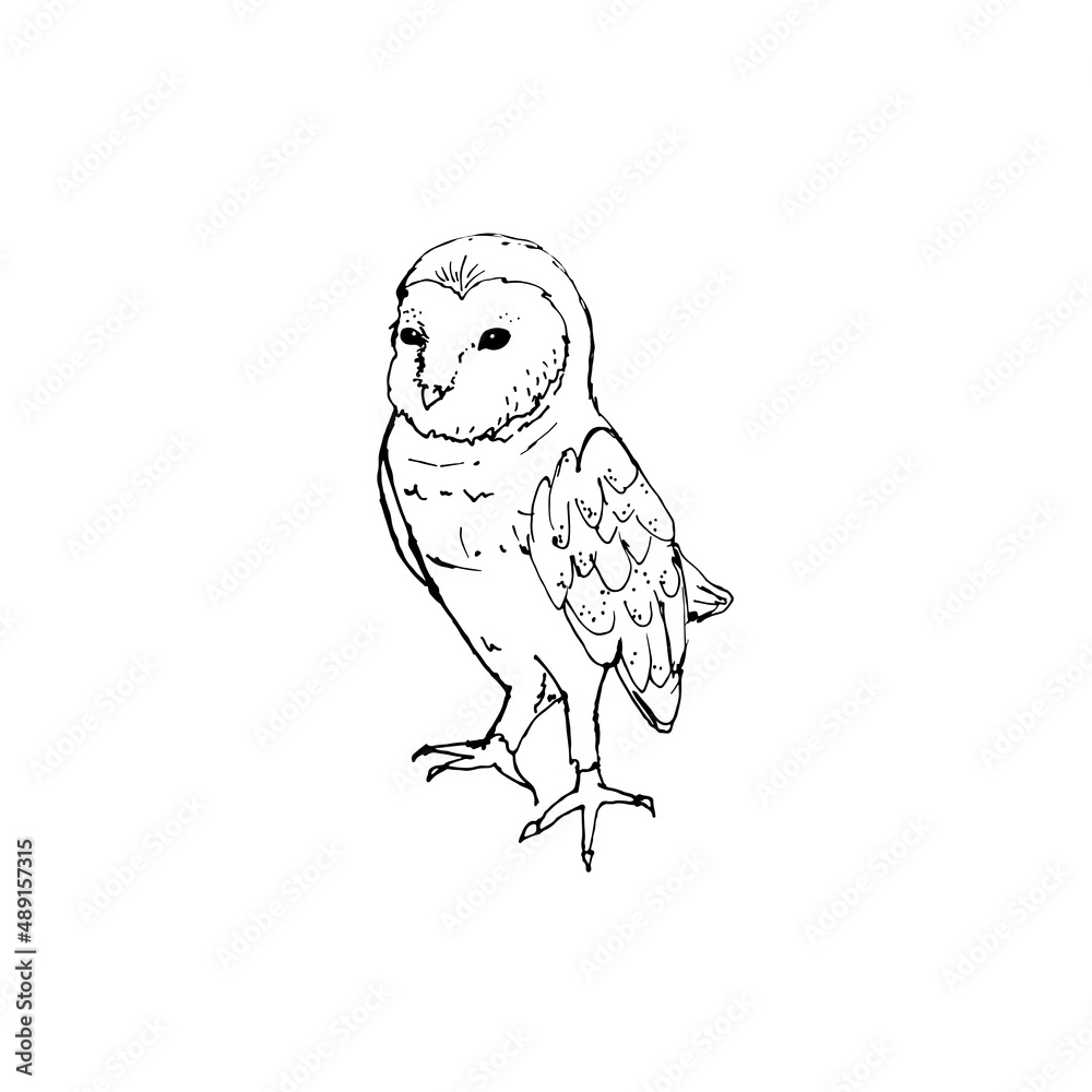 Obraz premium Image of barn owl in black and white
