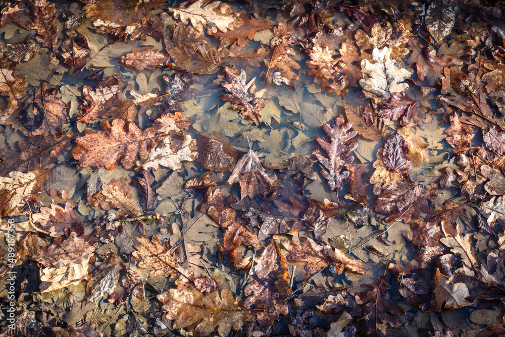 Yellowed fallen oak leaves lie on the water surface of the puddle, covered with raindrops on an autumn day