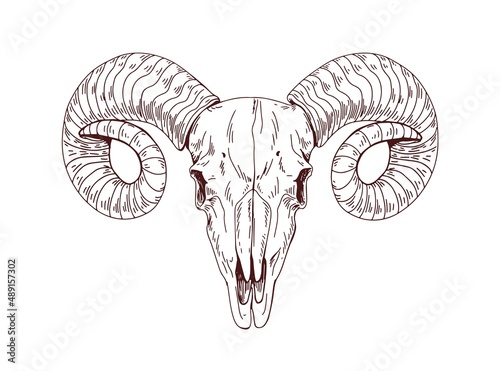 Rams skull. Wild animals head skeleton, front view. Detailed anatomy drawing of face bone with horns. Vintage outlined sketch of dead sheep. Drawn vector illustration isolated on white background