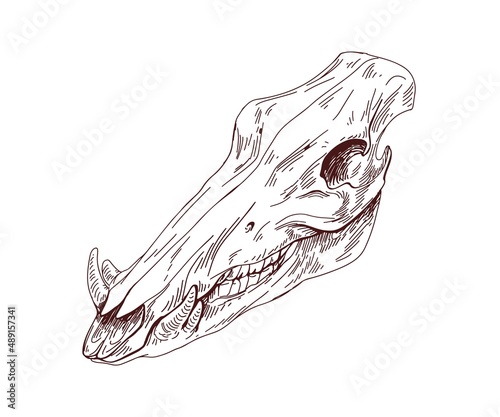 Animal skull. Head bone with teeth. Detailed outlined anatomy drawing of skeleton. Vintage engraved sketch of creepy dead boar. Contoured hand-drawn vector illustration isolated on white background