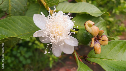The word guava in English is Guava. Scientific name: Psidium guajava Linn. It is a small to medium sized tree in the family Myrtaceae. Guava is a perennial plant, 3-10 meters tall. The bark is smooth,