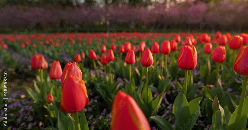 Tulip flowers blooming in the garden