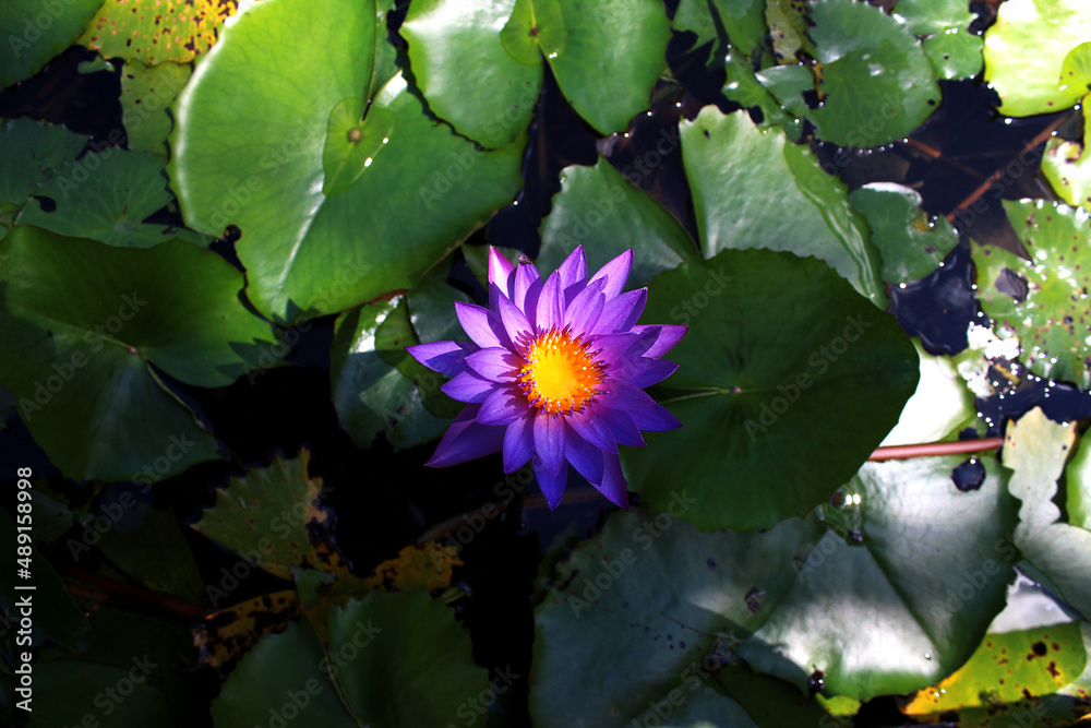 Blooming water lily with green leaves on the water. Lilac water lily on the water. Blooming water lily with green leaves on the water. Lilac water lily on the water.