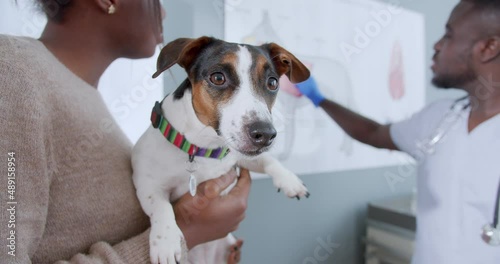 Close up on dog sitting in owners hands while african american vet doctor explaining animal anatomy to woman. Causious dog owner carrying about pet. Happy animals with people concept. Animal care. photo