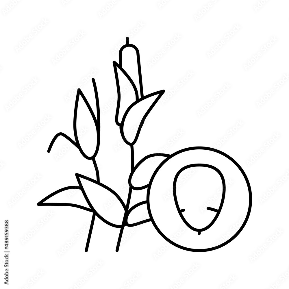 corn groat line icon vector illustration corn groat line icon vector illustration