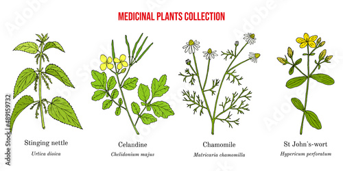 Set of different medicinal plants