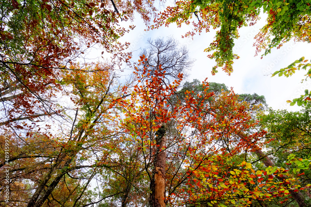 Fototapeta premium Denecourt path 5 in autumn season. Fontainebleau forest