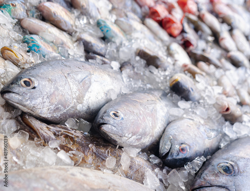 Close-up of Fresh fishes in the market on ice, Red Sea fish