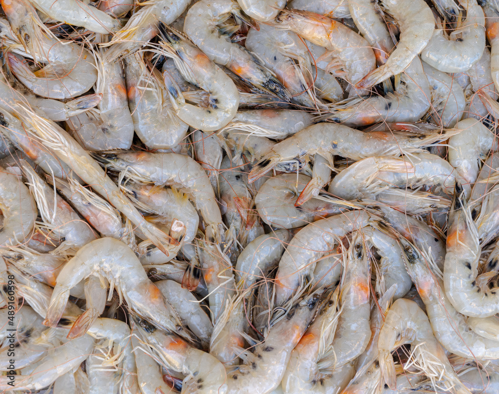 Fresh white shrimp placed for sale in seafood market, Background top view fresh Sea Food, fish pattern