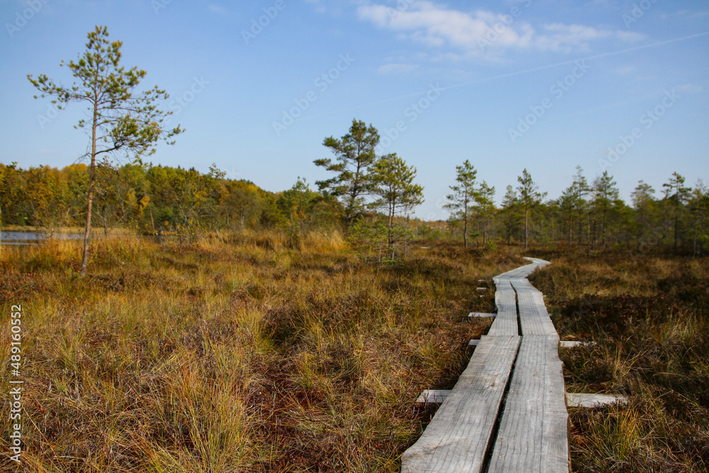 Fototapeta premium Bog in North Europe. Low nutrient bog has mainly stunted trees and moss