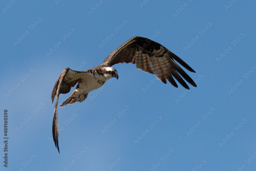 Obraz premium Bird of Prey Osprey (Pandion haliaetus), flying above the River Rio Bebeder against blue sky, Wildlife and birdwatching in Costa Rica.