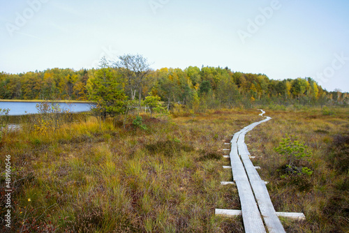 Bog in North Europe. Low nutrient bog has mainly stunted trees and moss