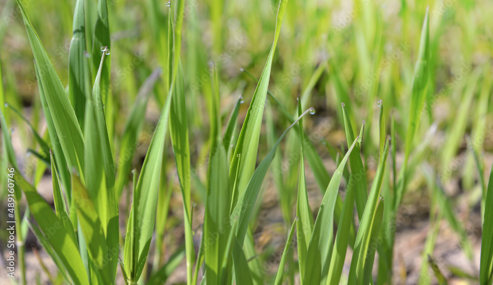 Obraz premium close up on young leaf of wheat growing in a field with water drops