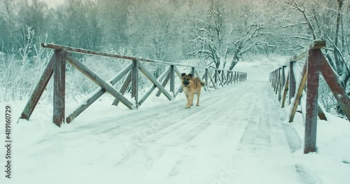 Lonely, homeless mongrel dog runs across a wooden pedestrian bridge in the winter season. It freezing outside, snow everywhere. The concept of the problem of homeless, starving animals