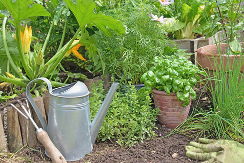 aromatic plant and basil in potted  in a garden