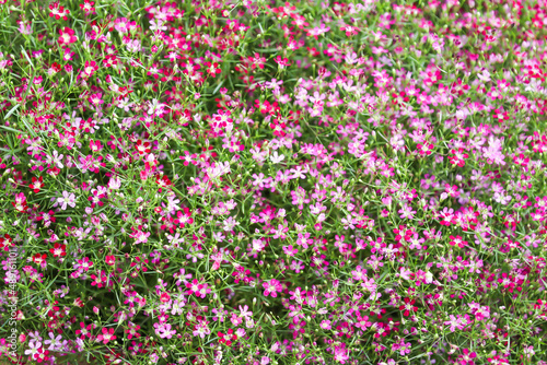 Pink flower blooming in the field.