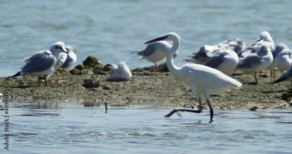 Seagulls on beach on low tide day Seagulls on beach on low tide day