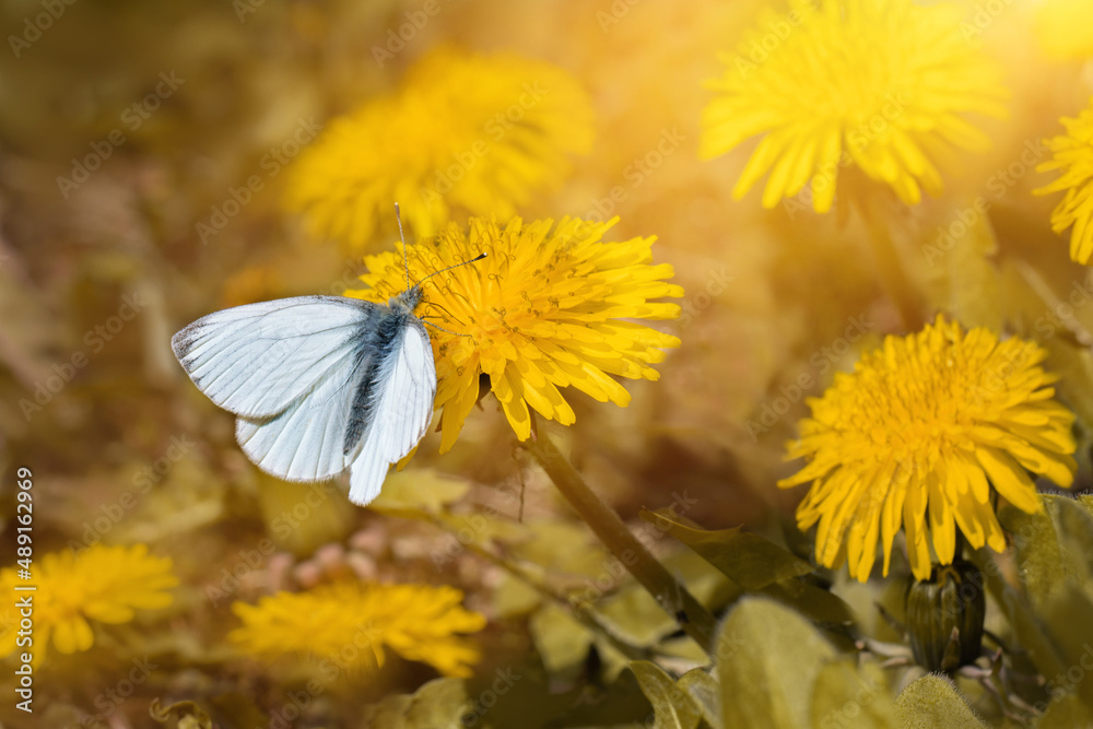 Fototapeta premium motyl na żółtym kwiatku mniszka lekarskiego