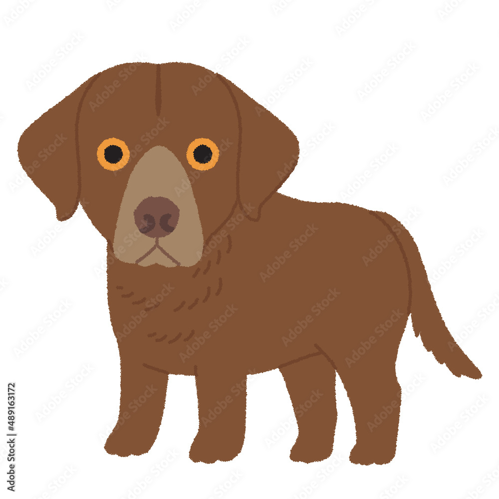 チェサピークベイレトリバーの犬イラスト