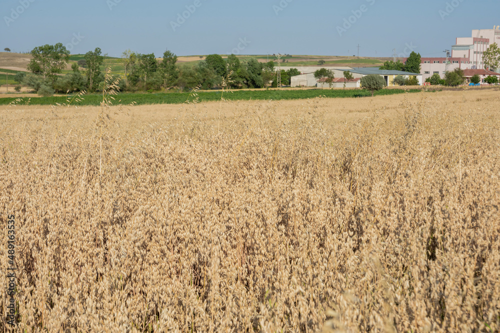 barley field and dried ears of barley.Selective Focus.