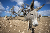 Donkey standing on a deserted land. Wild donkeys.