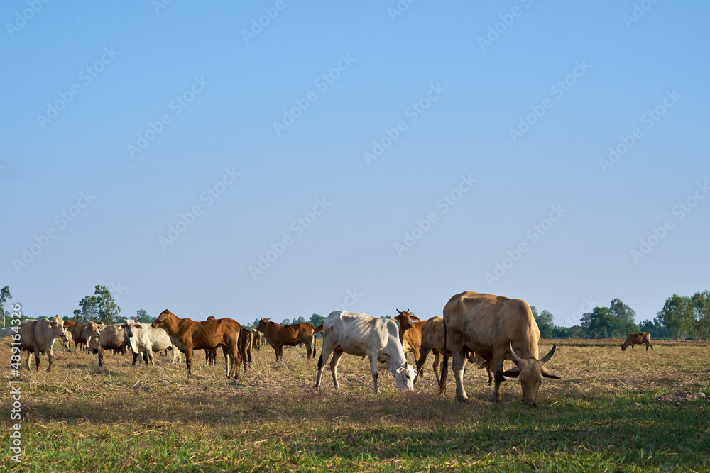 cows in the grass Livestock
