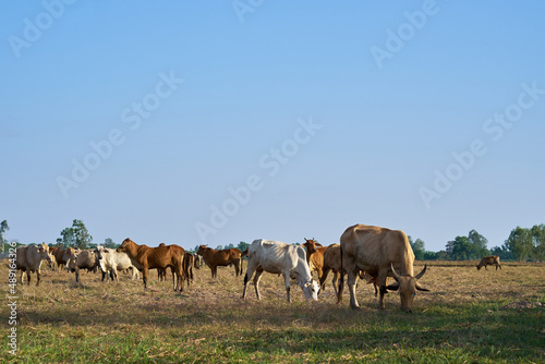 cows in the grass Livestock 