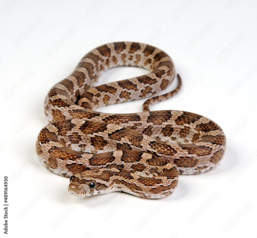 Great Plains rat snake // Prärie-Kornnatter (Pantherophis emoryi) Great Plains rat snake // Prärie-Kornnatter (Pantherophis emoryi)