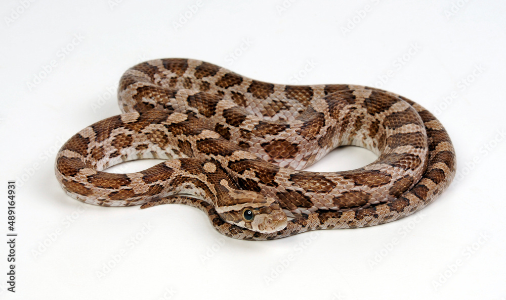 Prärie-Kornnatter // Great Plains rat snake (Pantherophis emoryi) Prärie-Kornnatter // Great Plains rat snake (Pantherophis emoryi)