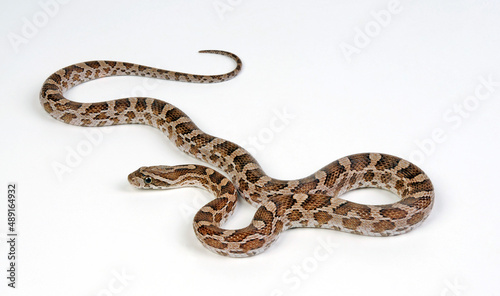 Great Plains rat snake // Prärie-Kornnatter (Pantherophis emoryi)