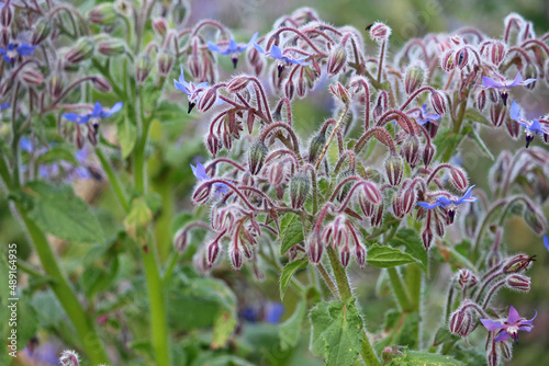 Purple flowers of a Borage plant growing in a garden. Borago officinalis. photo