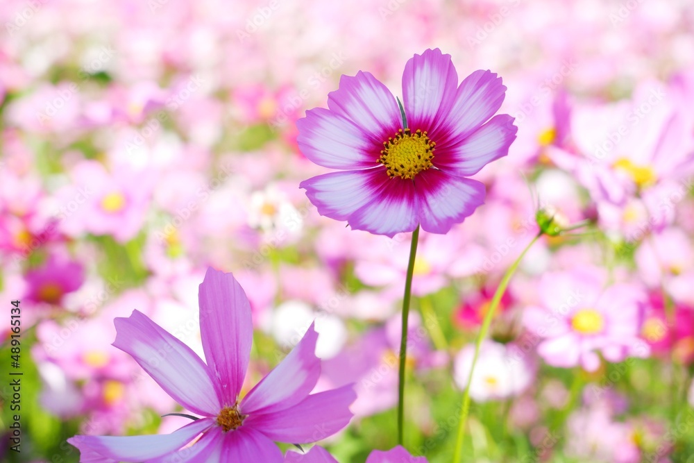Sweet cosmos flowers blooming on nature background