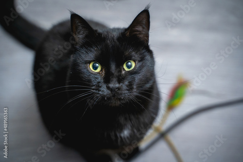 black cat with a strange expression