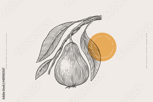 Hand-drawn pear. Fruit on a branch with leaves in engraving style. The concept of organic food. Design elements for markets, shops, cafes, restaurants, and packaging. Vector botanical illustrations.