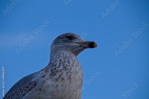 seagull on a blue sky
