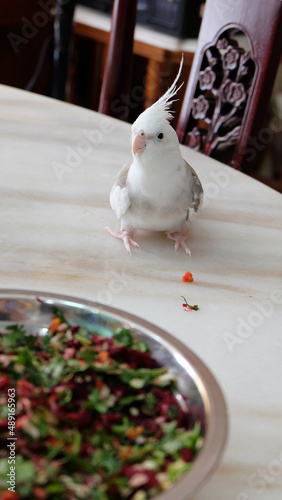 A white faced pied cockatiel standing on a marble table, with a bowl full of fresh chopped vegetable in front of it.