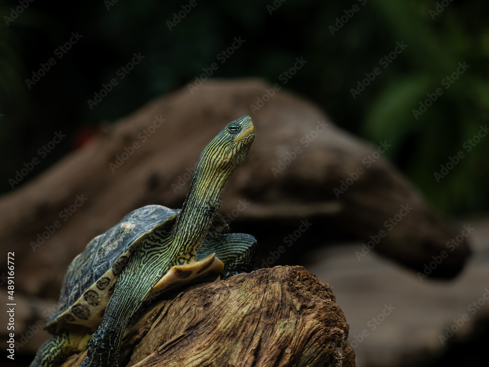 Fototapeta premium Schildkröte