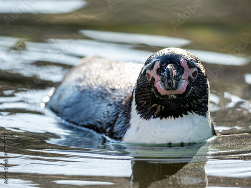 Humbold Pinguin photo