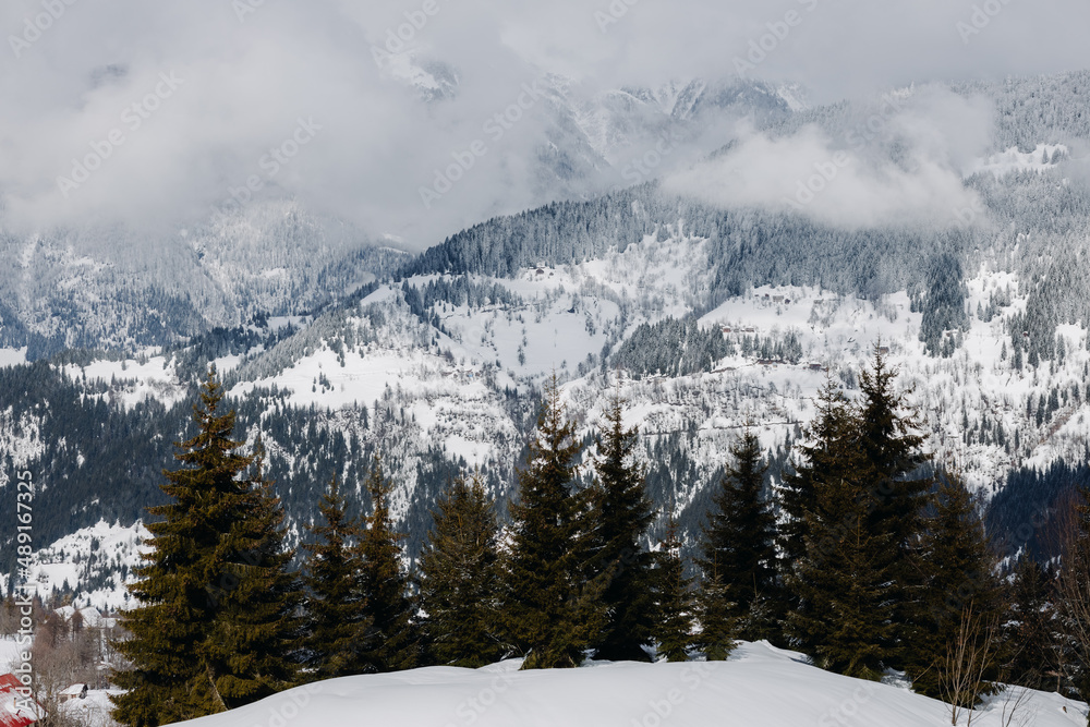  Trees against the backdrop of snow-capped mountains. Winter Caucasian landscape in Georgia. Beautiful, natural background.