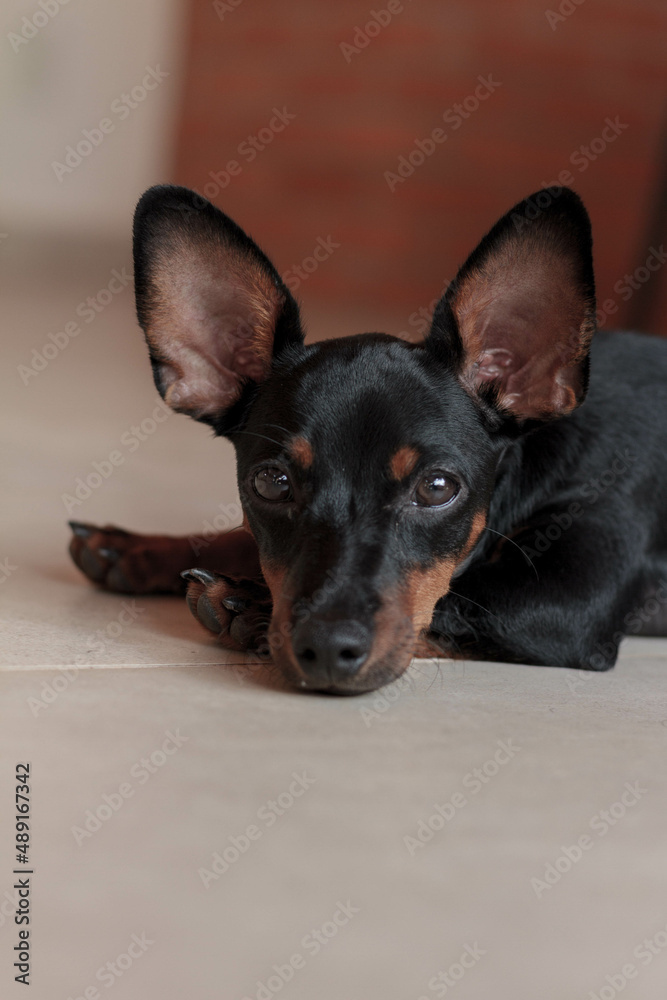portrait of a puppy portrait of a puppy