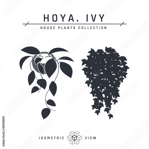Pot ivy isometric icons in flat style, vector