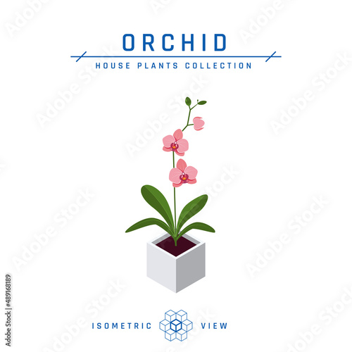 Orchid in pot isometric icon in flat style, vector