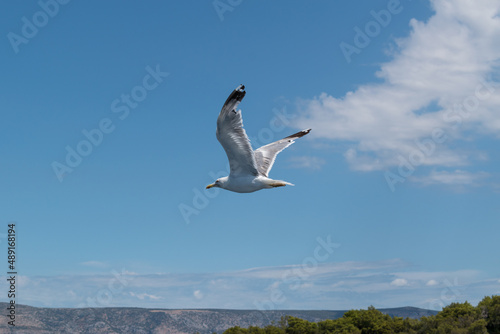 Wild sea bird Seagull in flight against sky