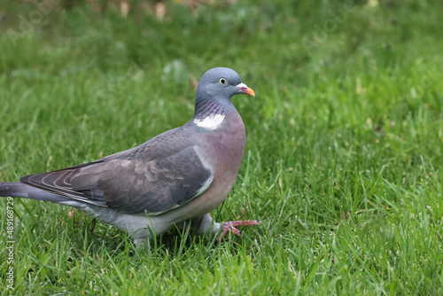 Un pigeon qui marche dans l'herbe verte à la recherche de nourriture pendant la fin de l'hiver en Bretagne 