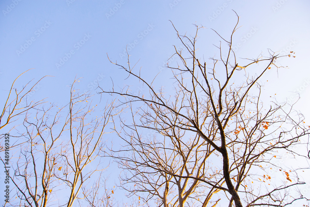 Fototapeta premium Change the trees during the dry season. natural drought